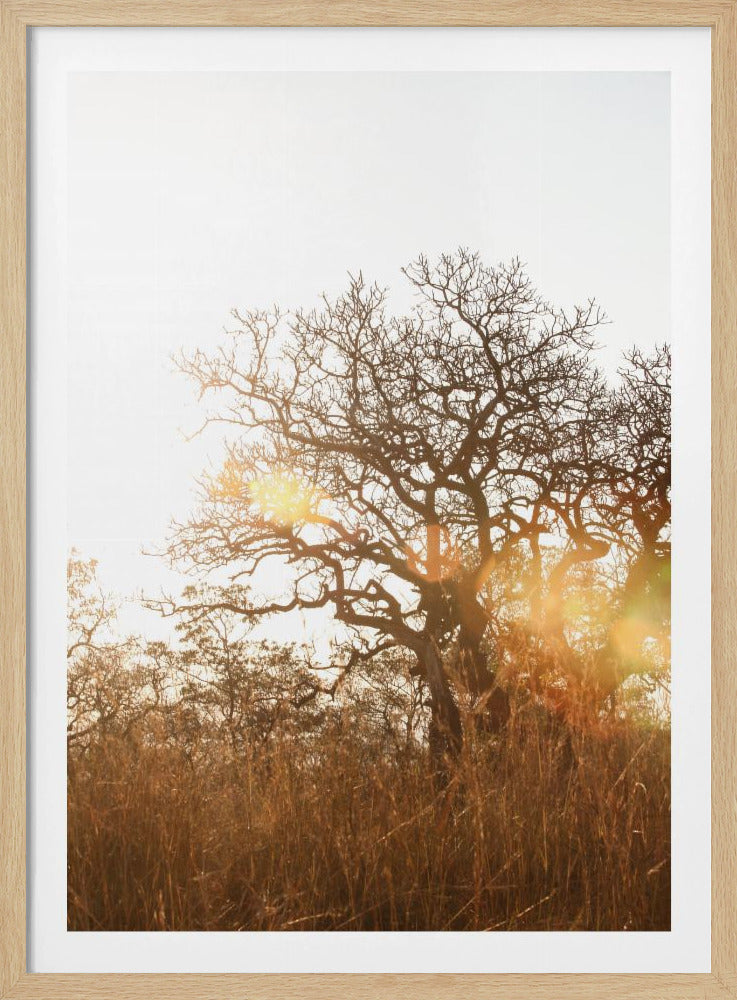 Sunlit Silhouette | Poster