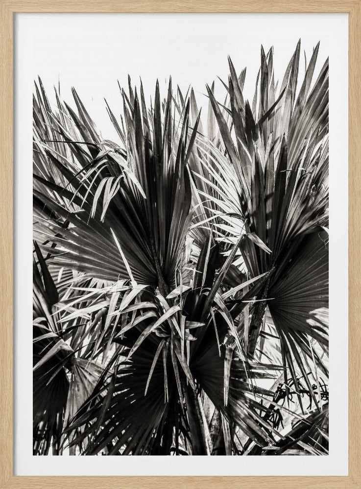 Spiky Serenity | Poster