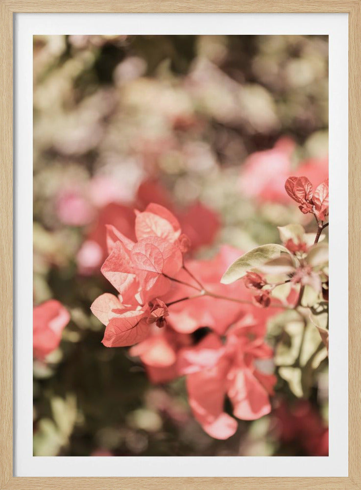 Petals in Focus | Poster