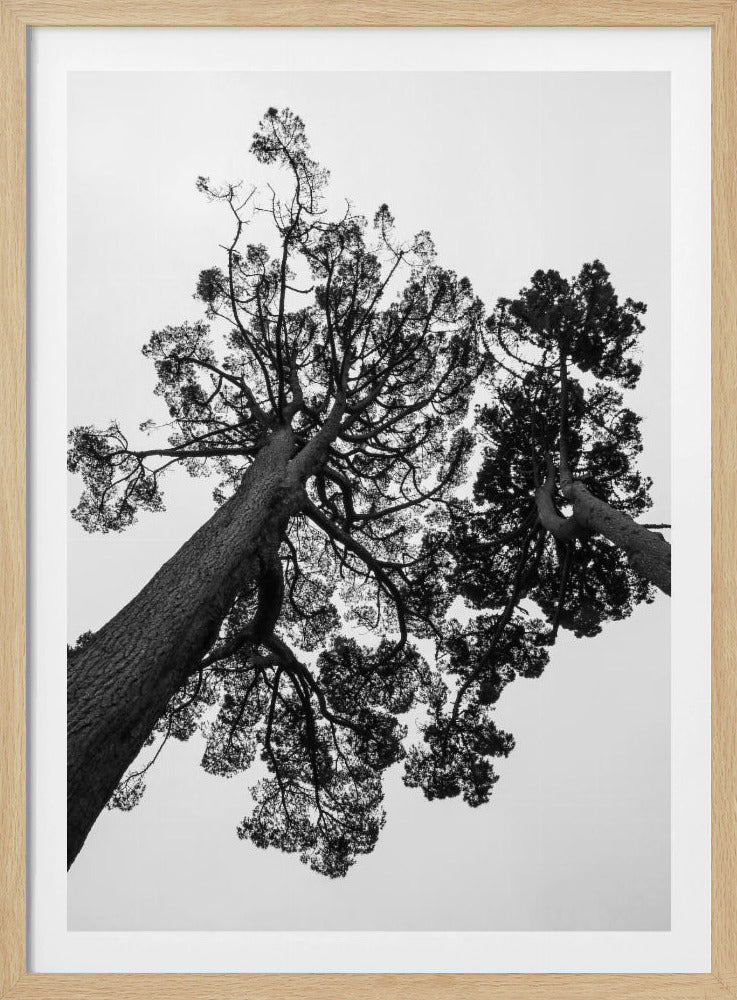 Towering Pines | Poster