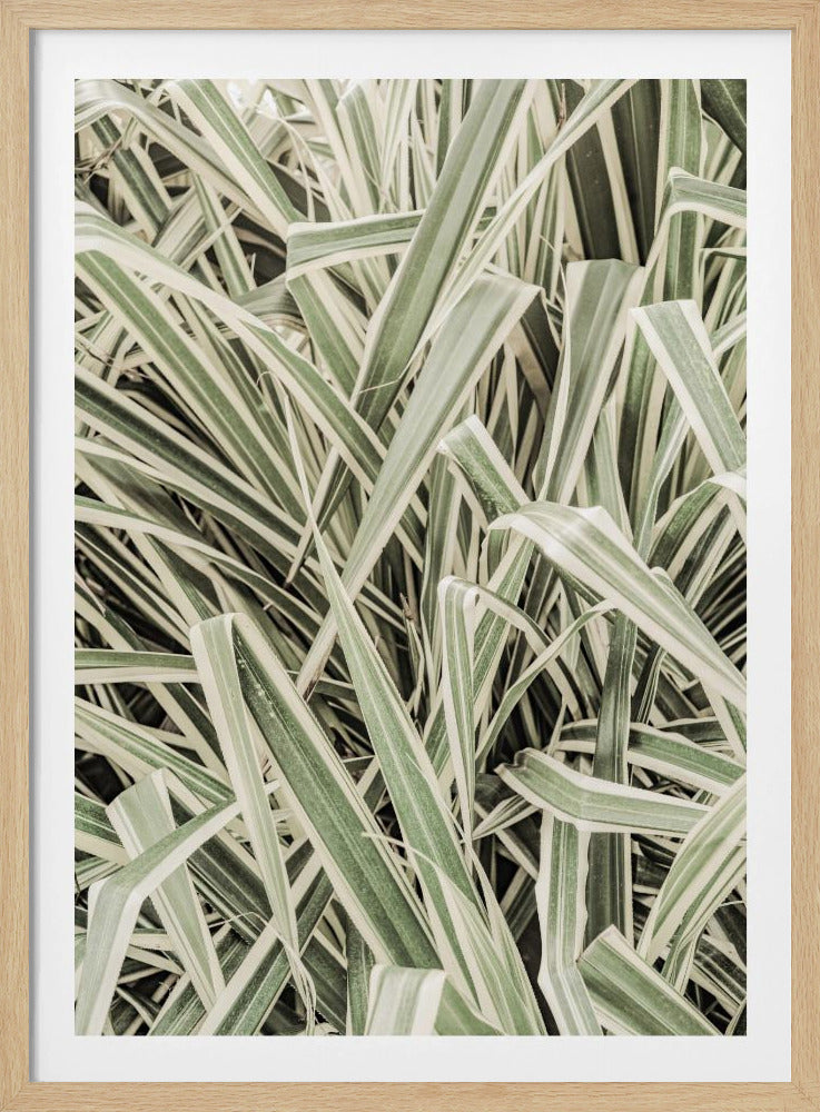 Verdant Stripes | Poster