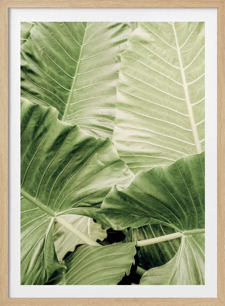 Verdant Foliage | Poster