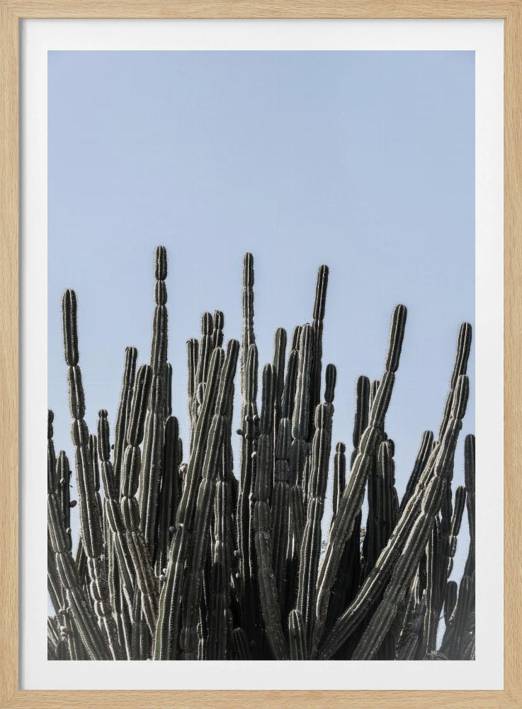 Cactus Symphony | Poster