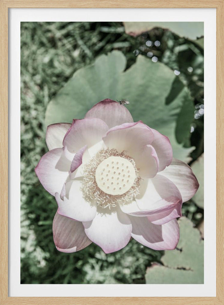 Lotus Serenity | Poster