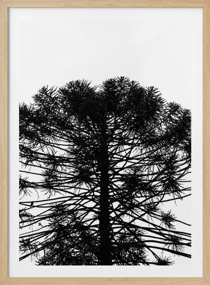 Silhouetted Symmetry | Poster