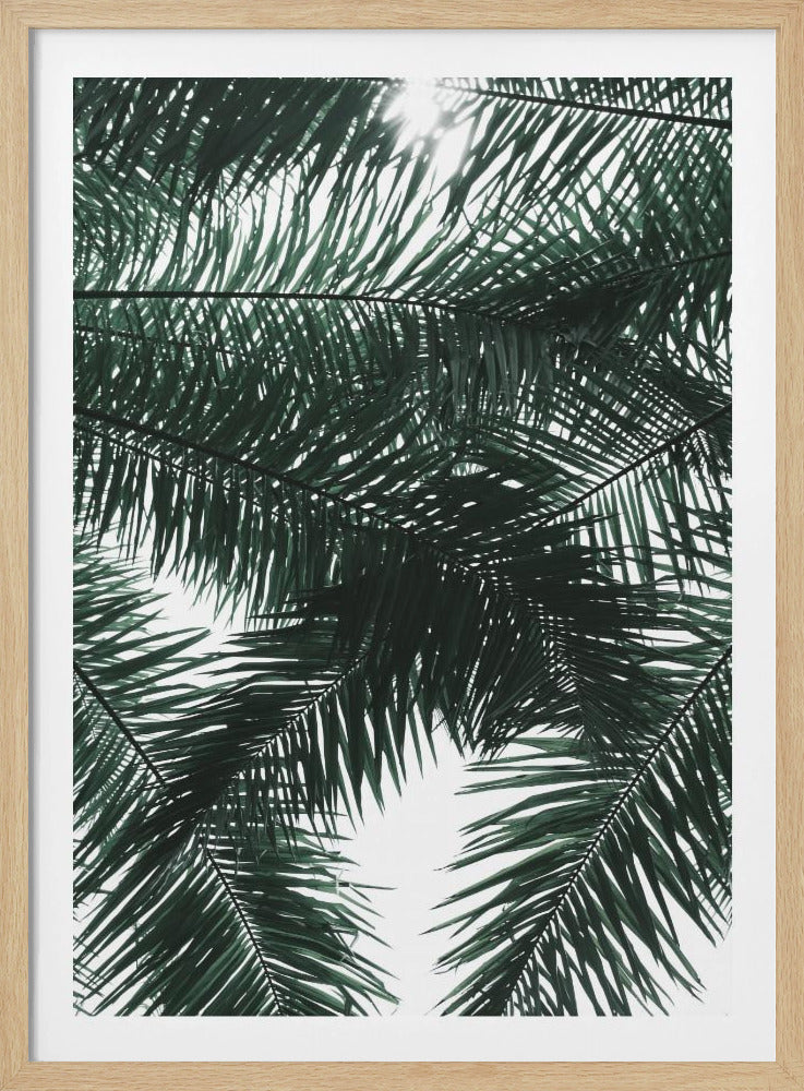 Sunlit Palms Canopy | Poster