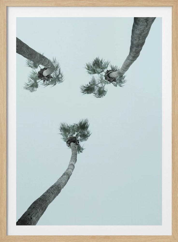 Skyward Palms | Poster