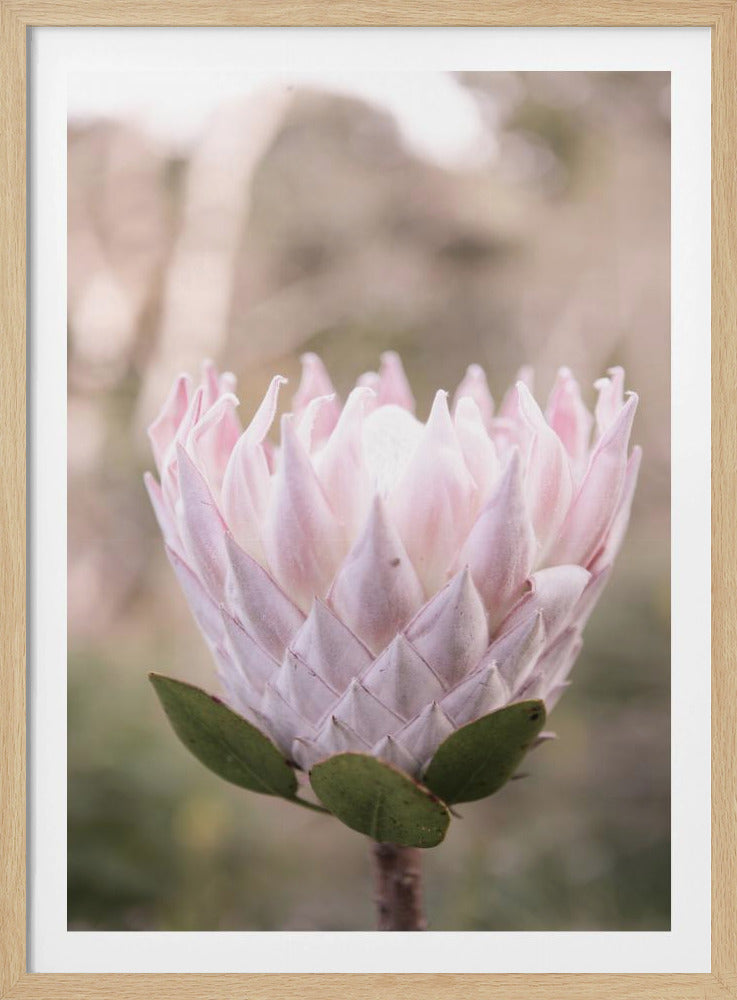 Blossom Majesty | Poster