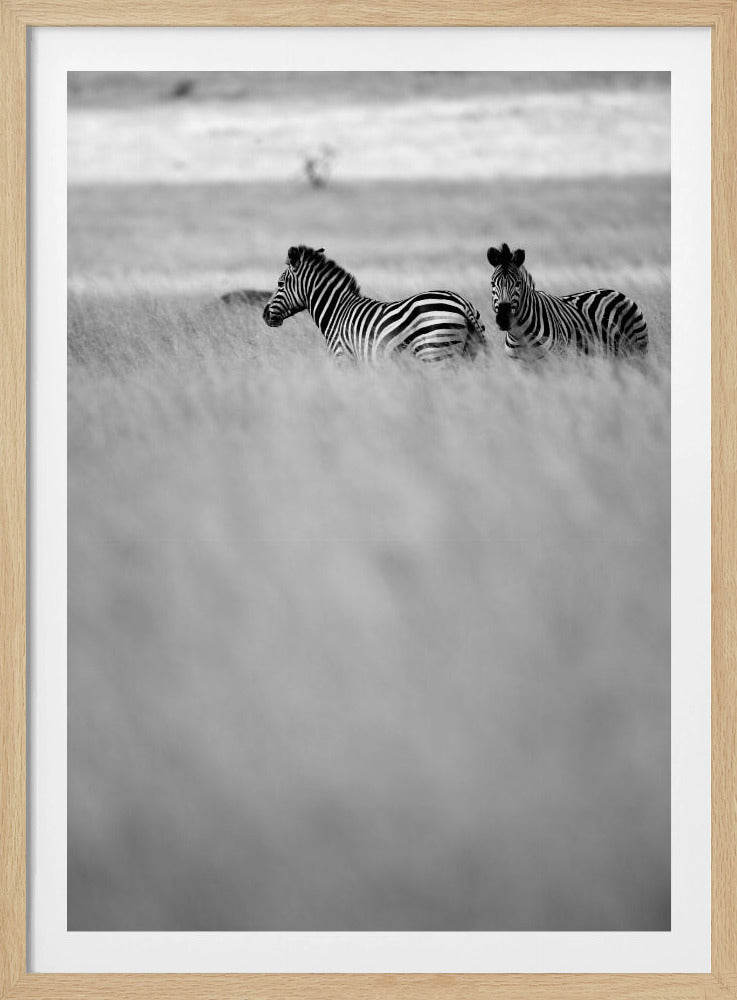 Zebras in the Mist | Poster