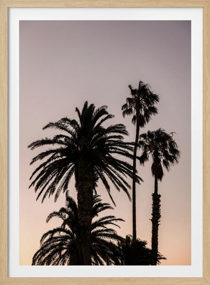Silhouette of Palm Trees | Poster