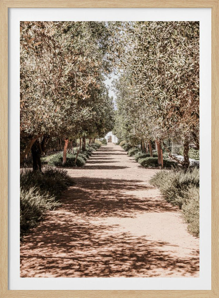 A Serene Tree Lined Path with Sunlight | Poster