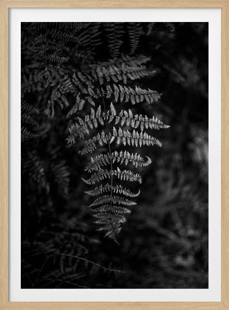 Silver Fern | Poster