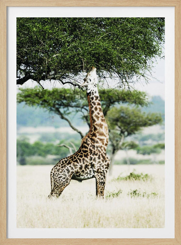 Majestic Giraffe Stretches | Poster