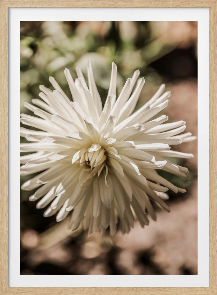 White Blossom Glow | Poster