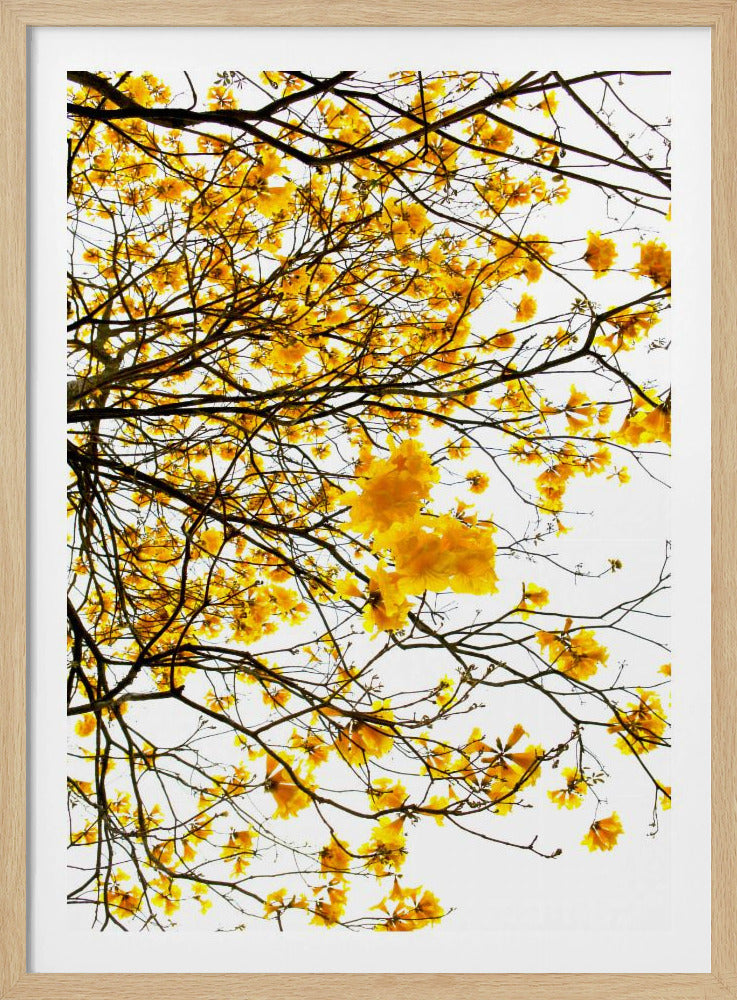 Golden Canopy Burst | Poster