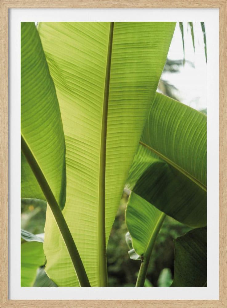 Tropical Banana Leaves | Poster