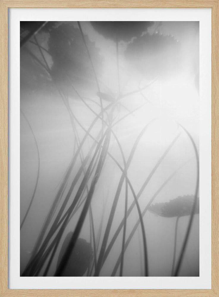 Water Lilly | Poster