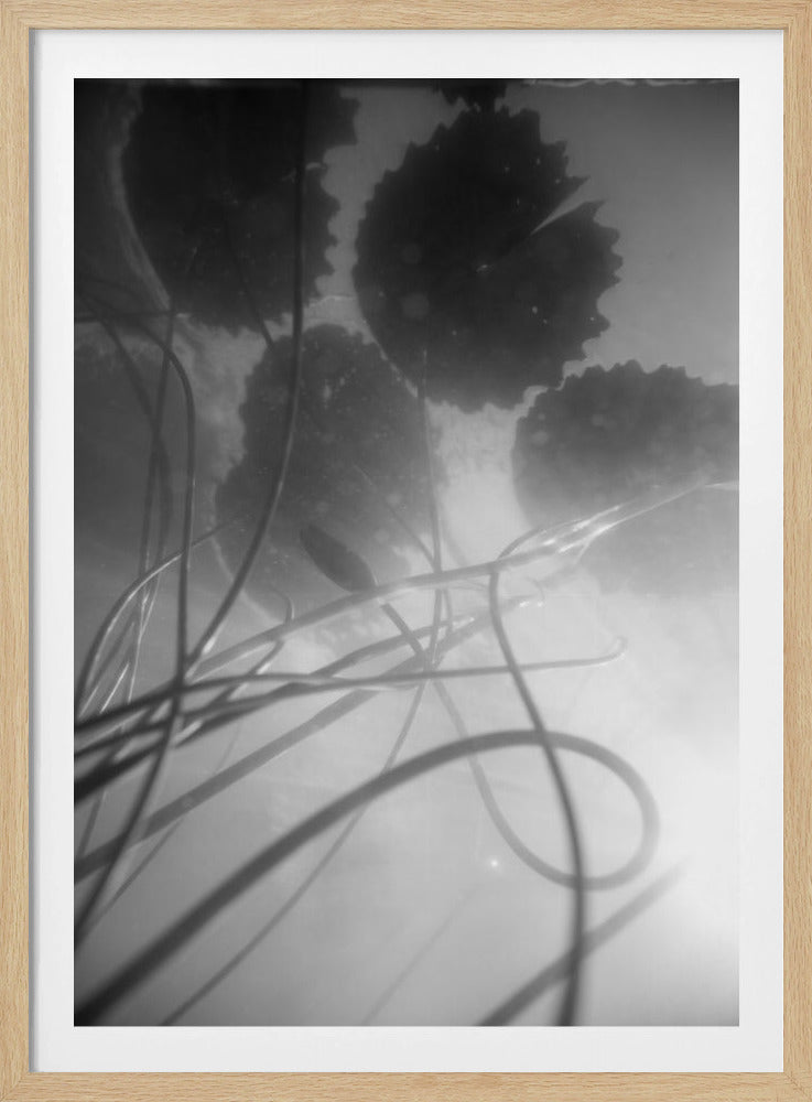 Water Lilly | Poster