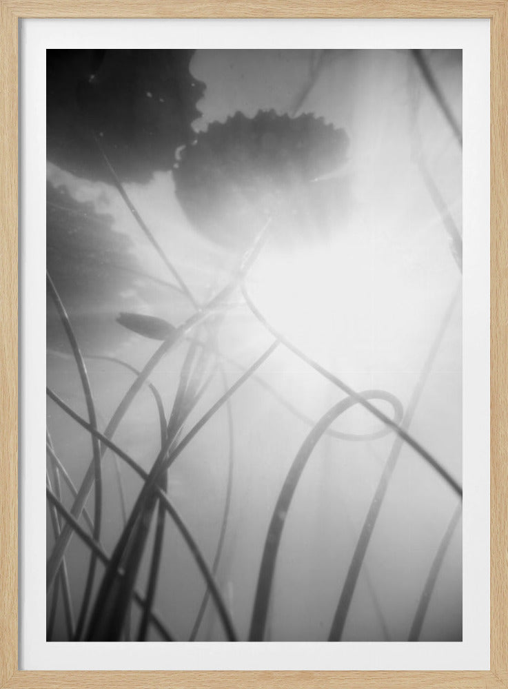 Water Lilly | Poster