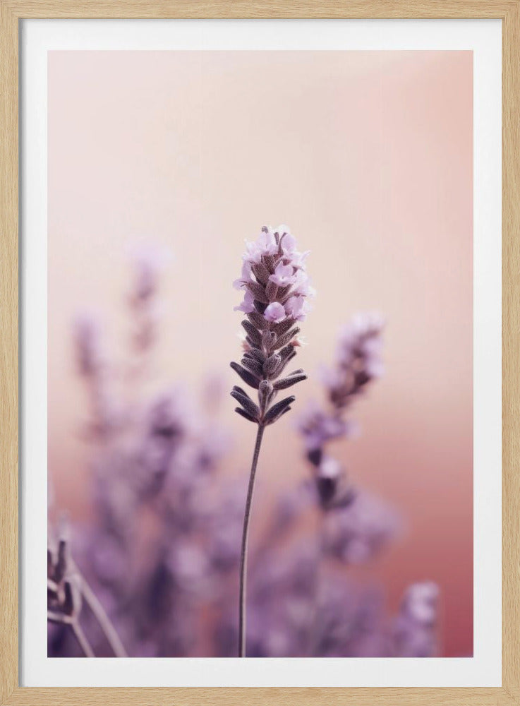 Lavender Serenity | Poster