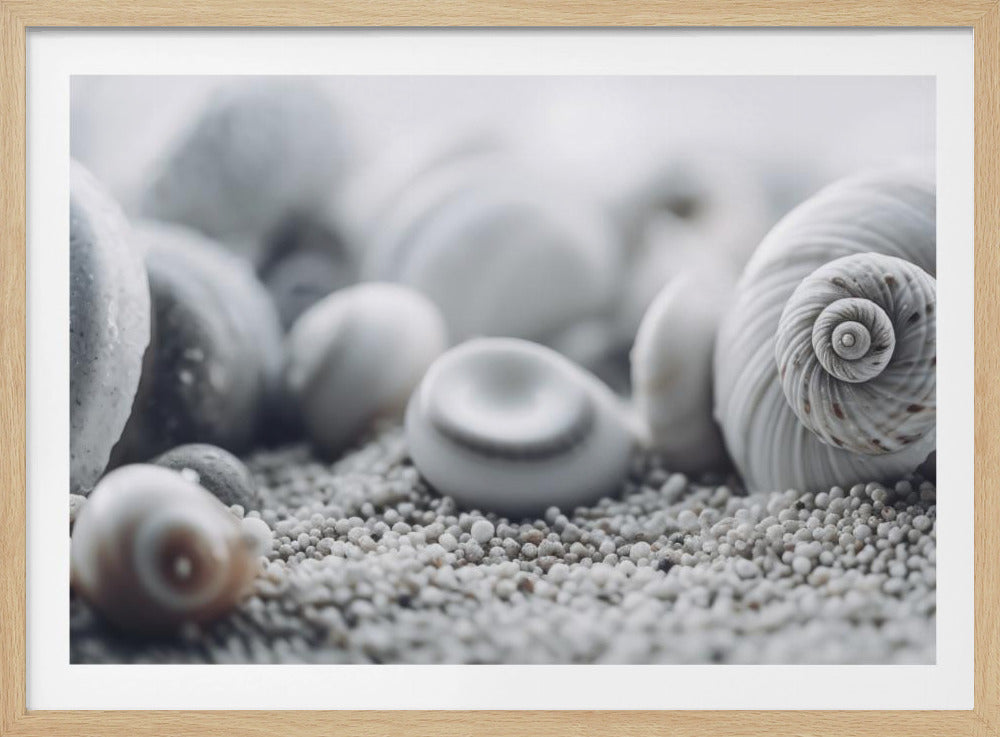 Seashell Serenity | Poster