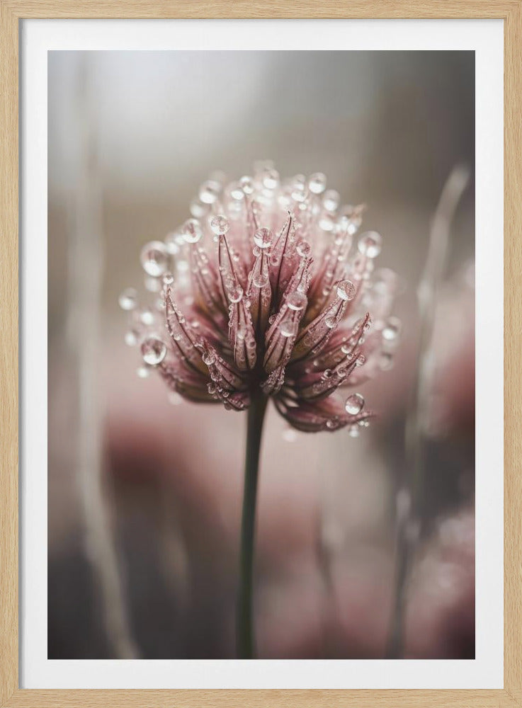 Dew-Kissed Blossom | Poster