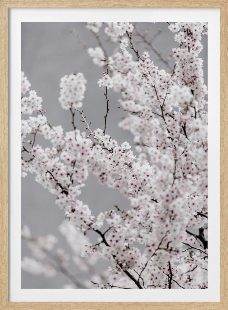 Colorful Spring 6 | Poster