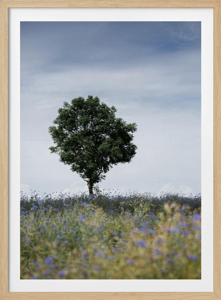 Summer Meadow | Poster