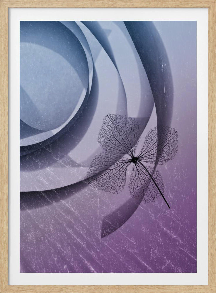 Hydrangea | Poster