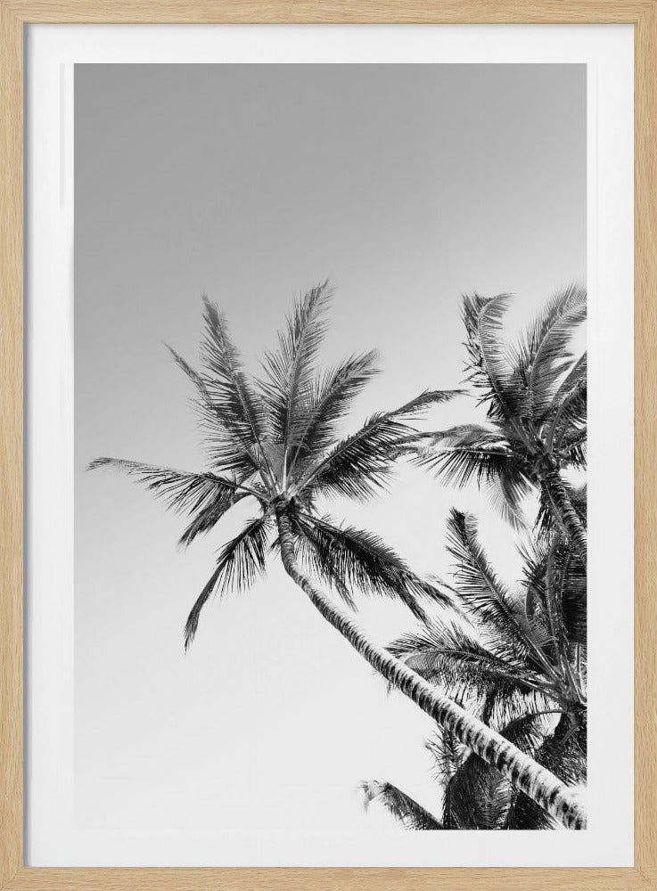 Tropical Silhouettes | Poster