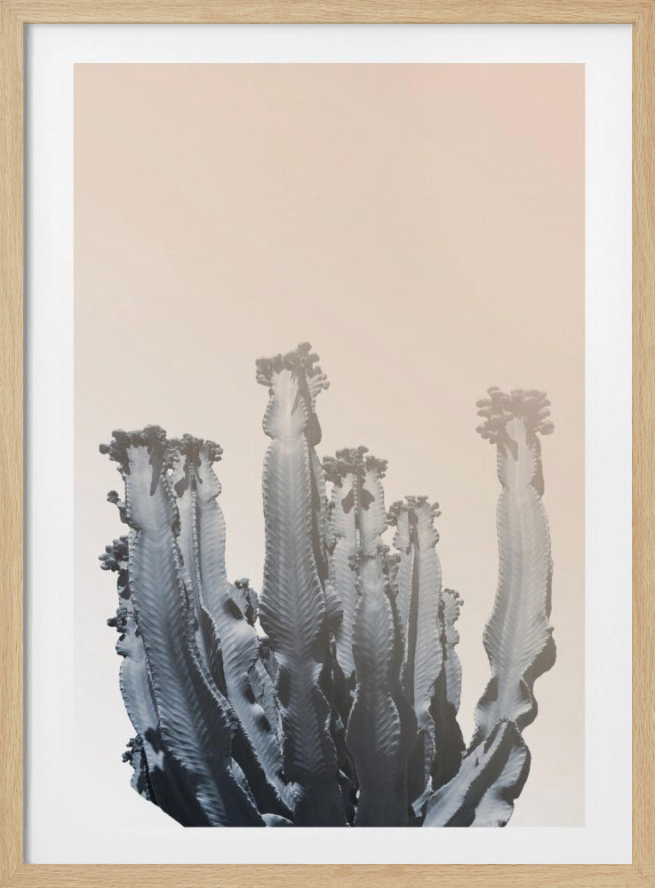 Cactus Silhouettes | Poster