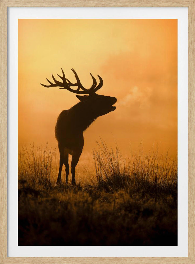 Morning call | Poster