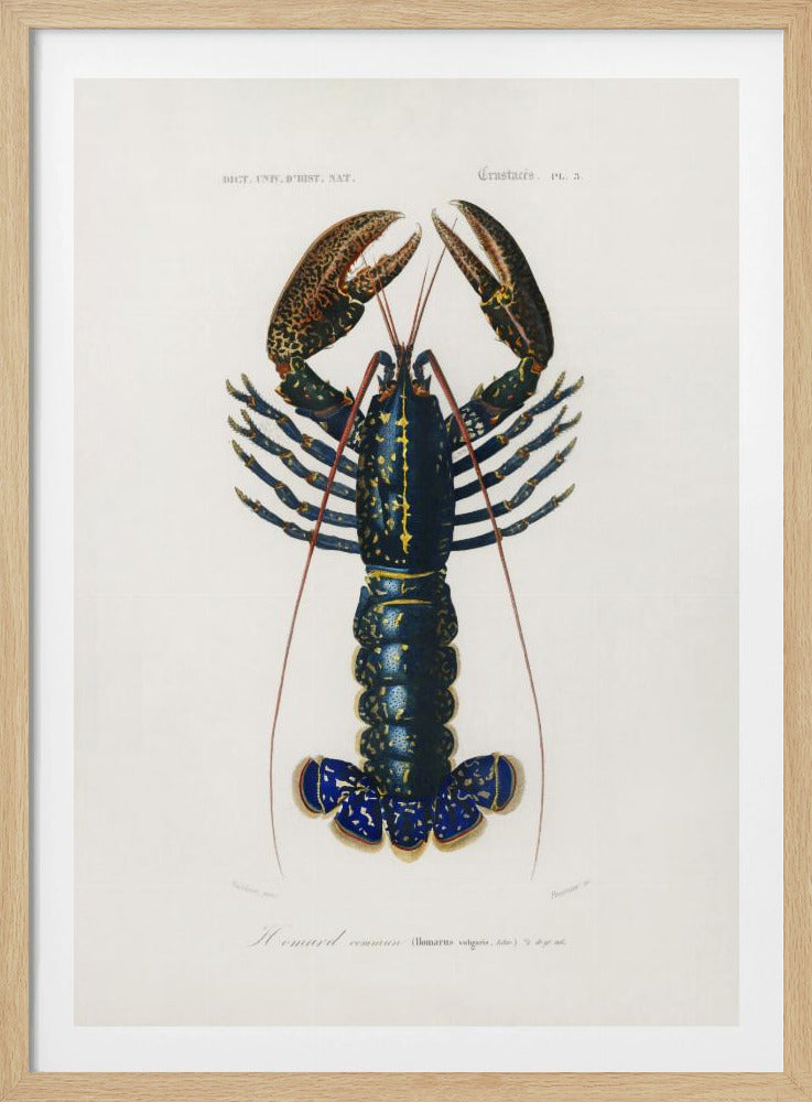 Crimson Crawfish | Poster