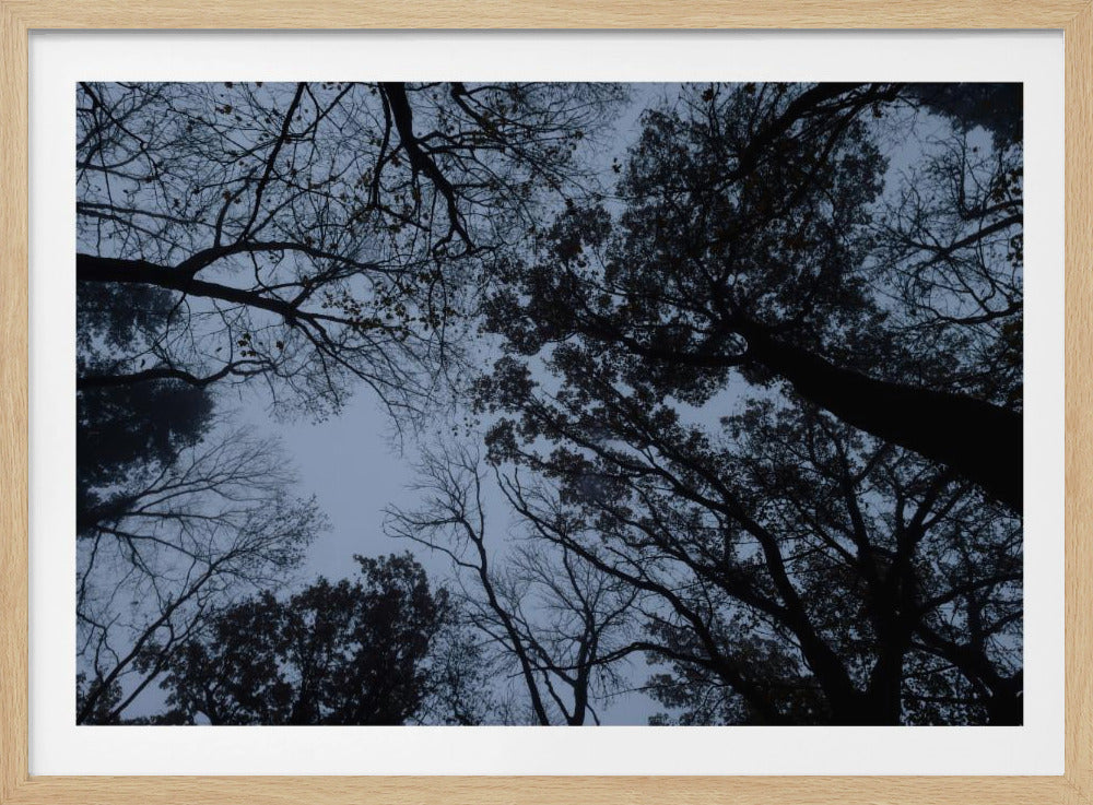 Looking Up 1 | Poster