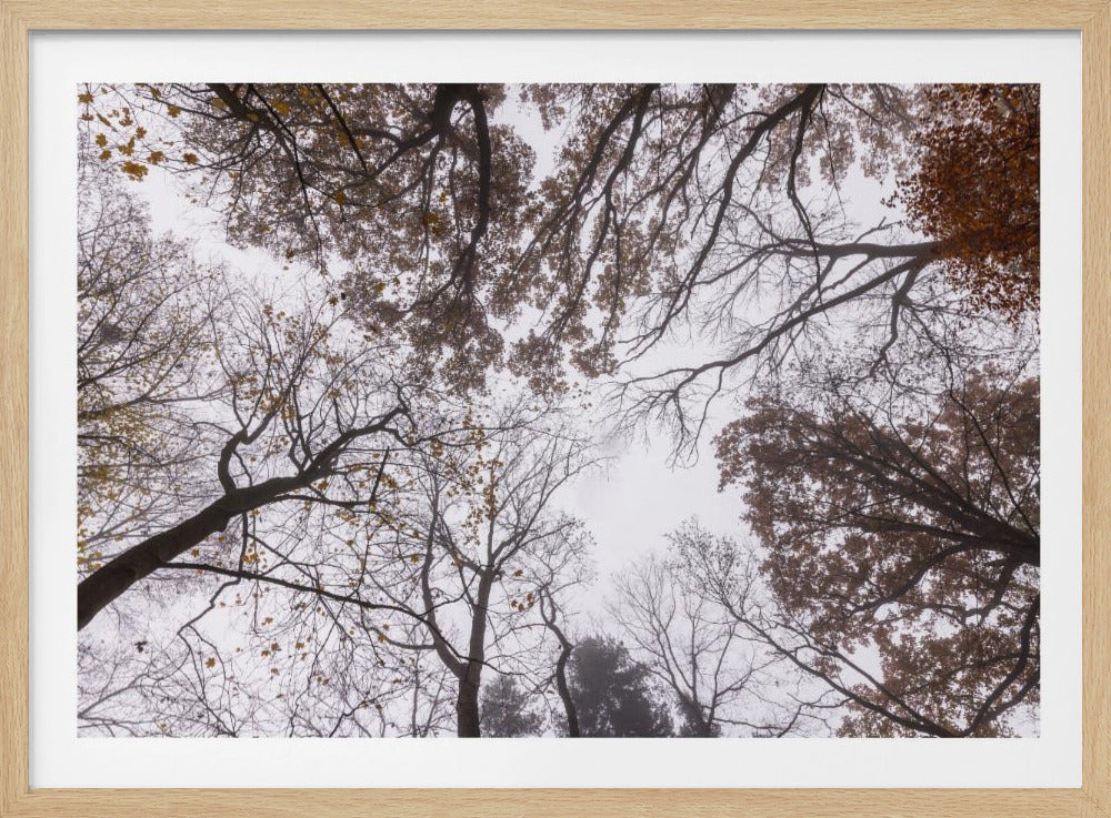 Looking Up 2 | Poster