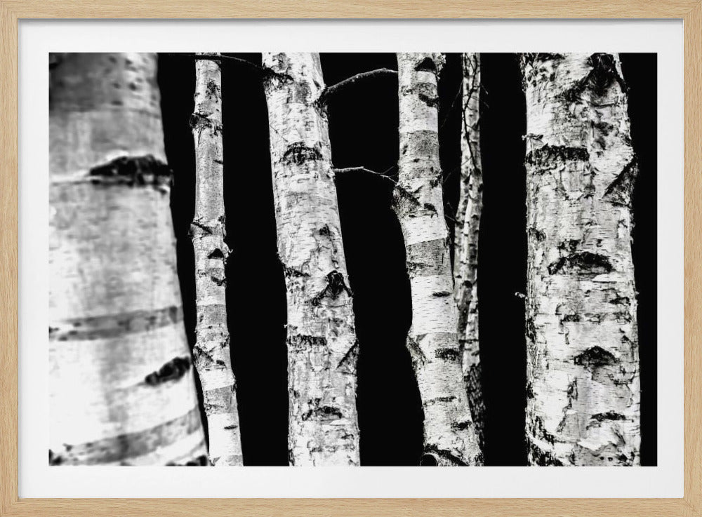 Birch Trees | Poster