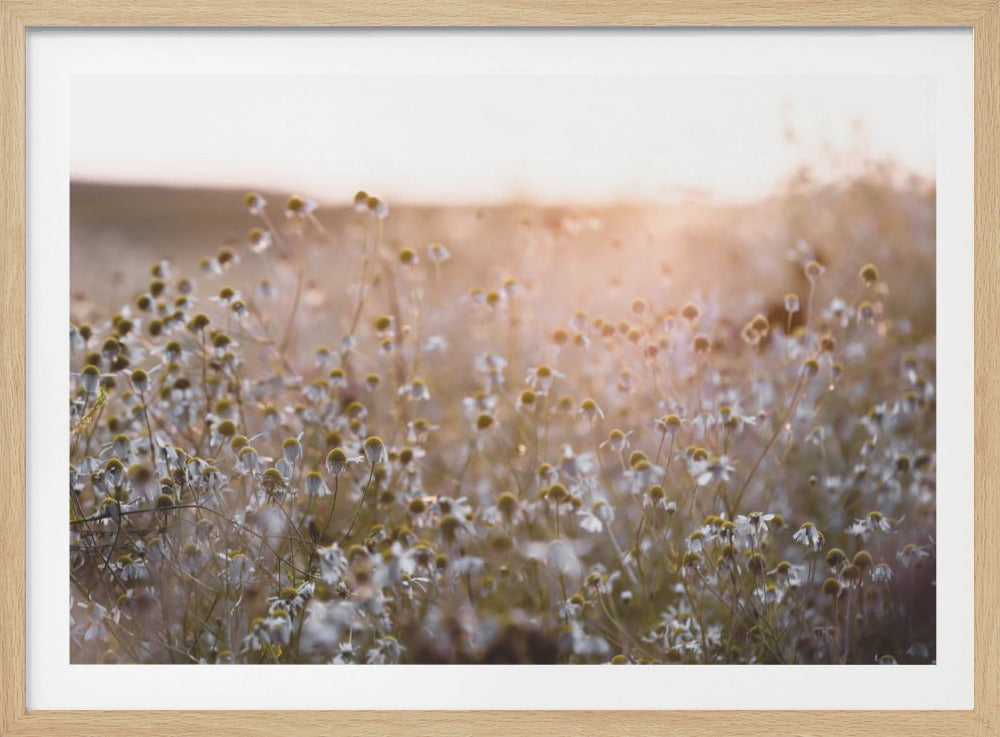 Summer Morning 7 | Poster