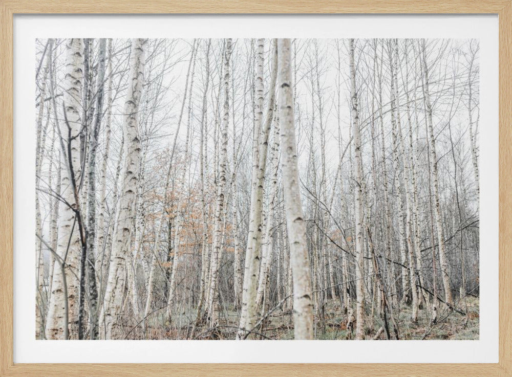 Birch Trees 9 | Poster