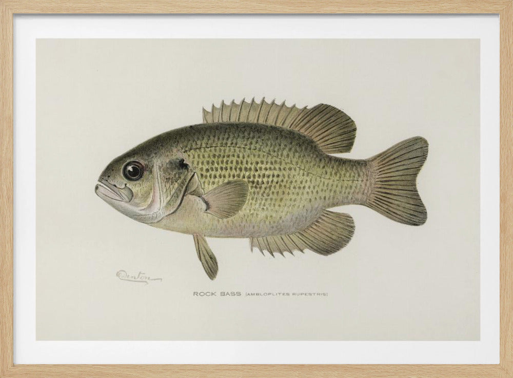 Rock Bass (ambloplites Rupestris) By Sherman F. Denton (1856 1937) | Poster