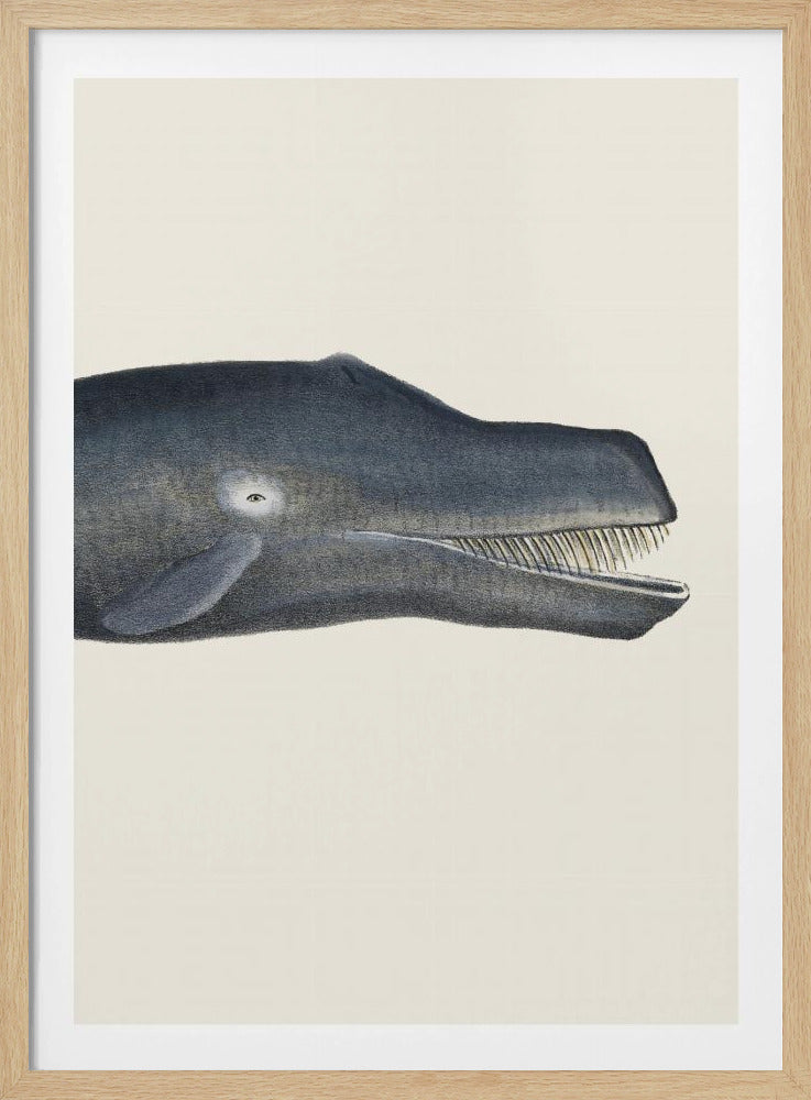 Whale I Tight Crop Handcolored Sealife Lithograph 1824 | Poster