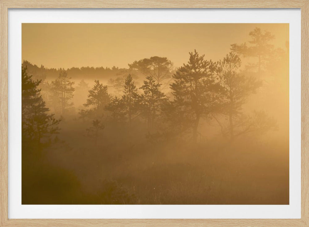 20220809 Dsf8002 1 | Poster