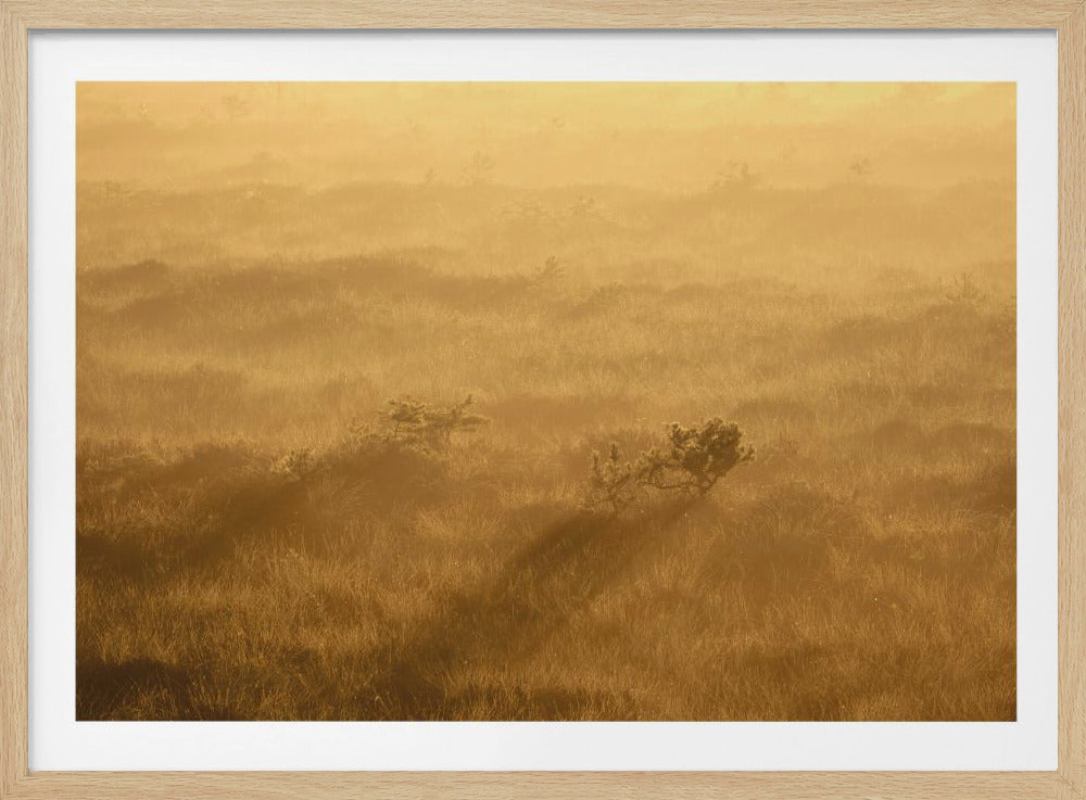 20220809 Dsf8027 1 | Poster