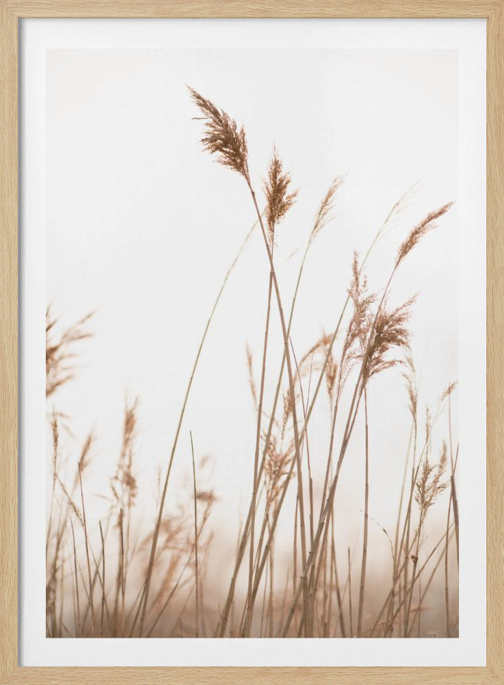 Marsh Grass No.6 | Poster