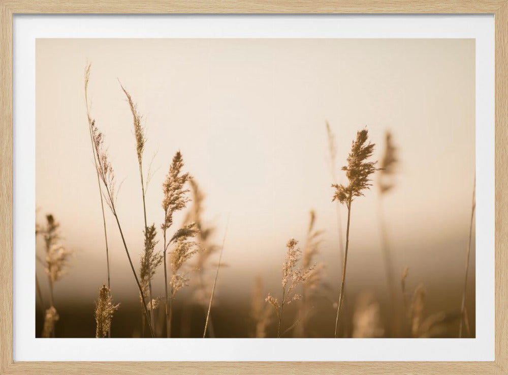 Marsh Grass No.2 | Poster