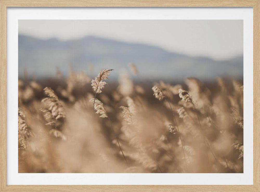 Marsh Grass No.11 | Poster