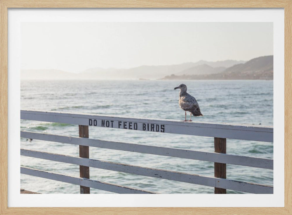 Do not feed birds | Poster