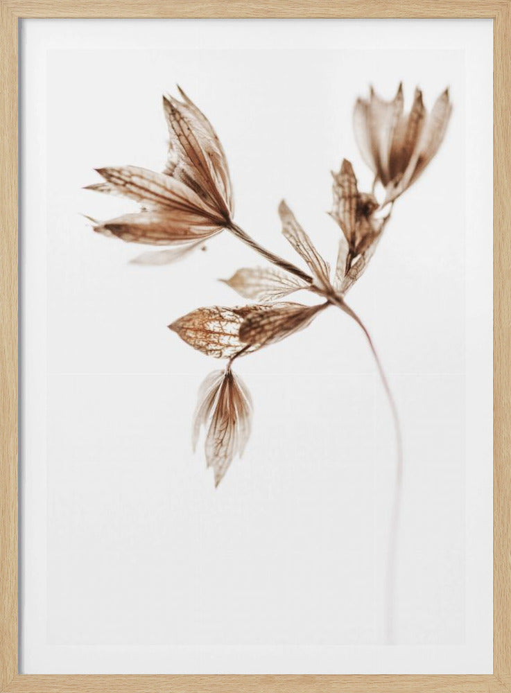 Delicate Plant I | Poster