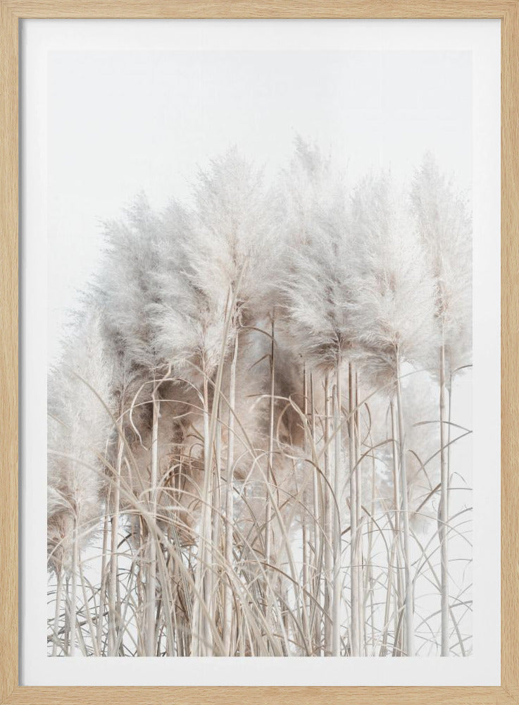 Pampas Grass II | Poster