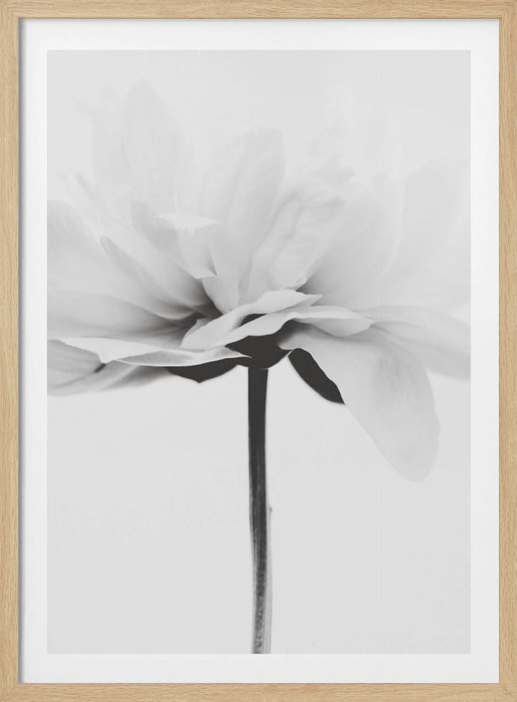 Japandi Coco | Poster