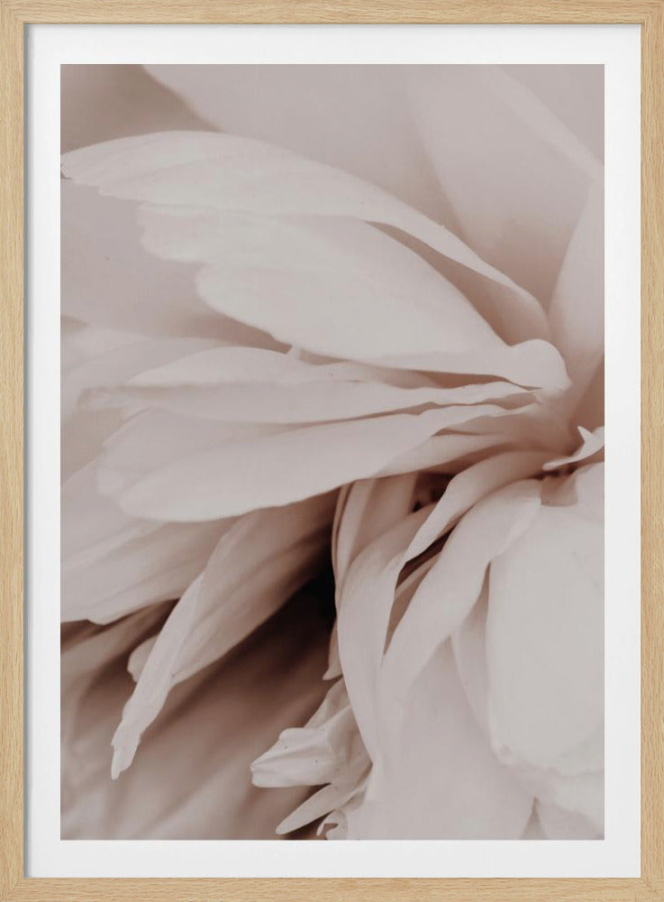 Peony | Poster